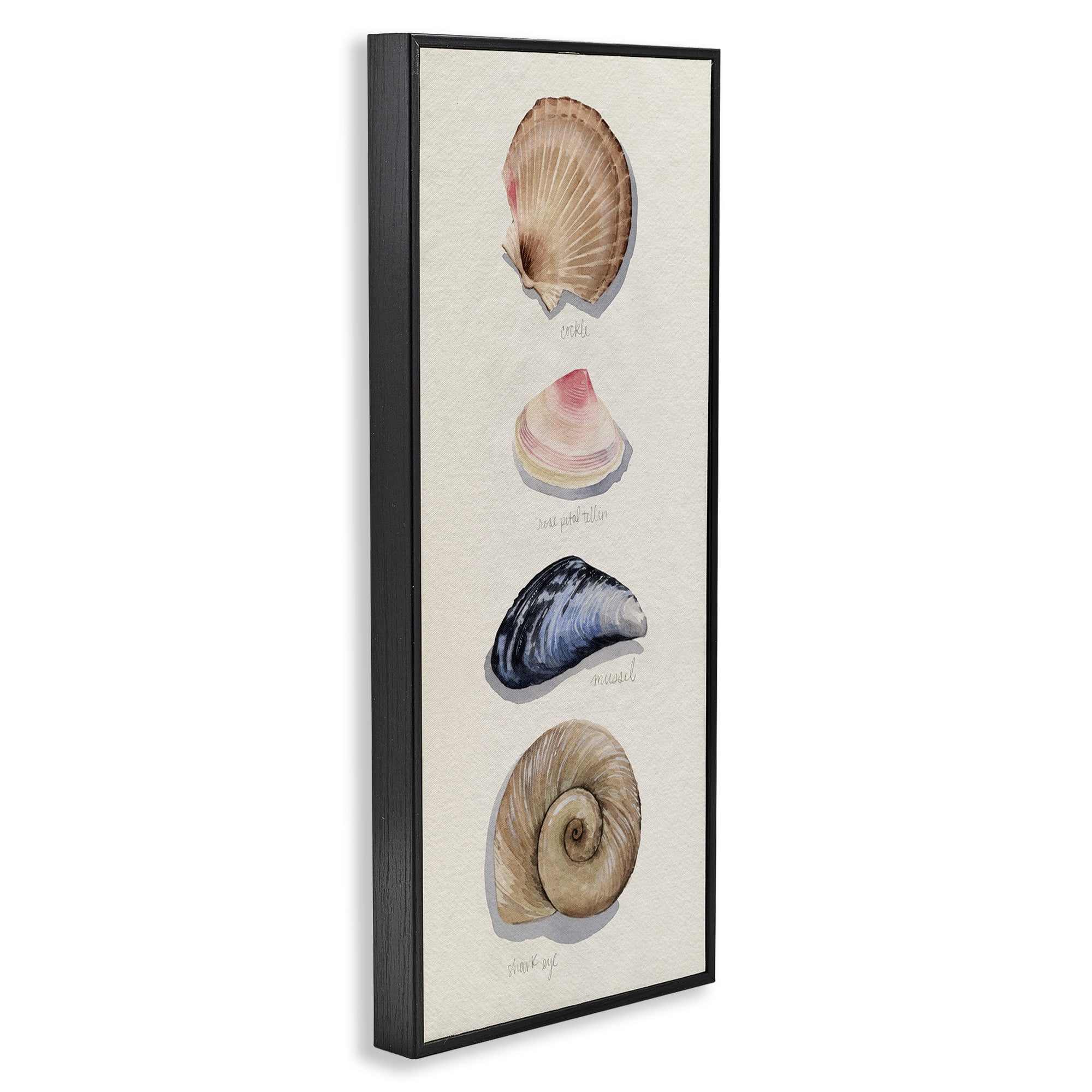 Stupell Industries Traditional Nautical Sea Shells Nature Painting Black Framed Art Print Wall Art, 13 x 30