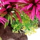 thumbnail image 2 of Hierba artificial para acuario, delicada planta decorativa para acuario., 2 of 6