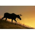 thumbnail image 2 of Schell, Jennie Marie 18x13 White Modern Wood Framed Museum Art Print Titled - Moose Walking Silhouette, 2 of 4