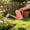 Pink, variant on Ovzne Plastic Watering Can Long Spout Indoor Garden Pot