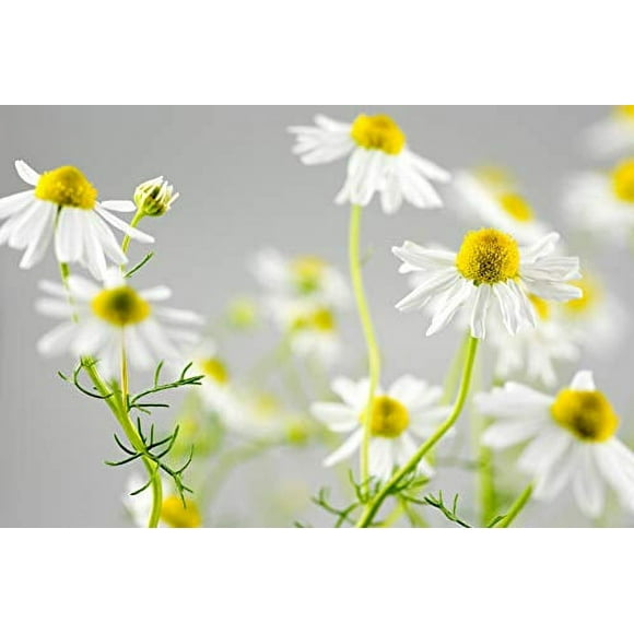 German Chamomile Herb Seeds - Non-GMO - 0.5 Grams, Approximately 3,500 Seeds