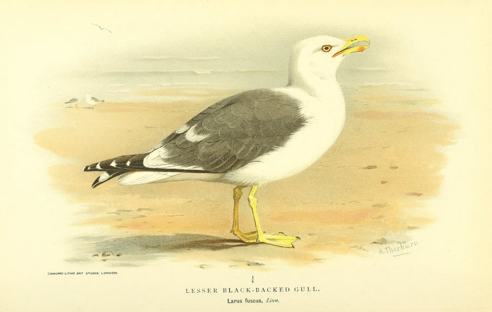 Birds Of The Britis