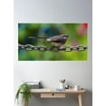 thumbnail image 2 of Fantail ~ Grey Fantail 5Fcjvnrt By David Irwin Poster Wall Art, Modern Wall Decor For Living Room Bedroom, 12x18 UNFRAMED, 2 of 3