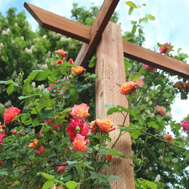 Heirloom Roses Joseph's Coat Climbing Rose Bush, Multi-Colored