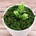 thumbnail image 2 of POINTERTECK Moss Grass Decora Simulation Fake Natural Landscape Accessories Home Decorative, 2 of 10