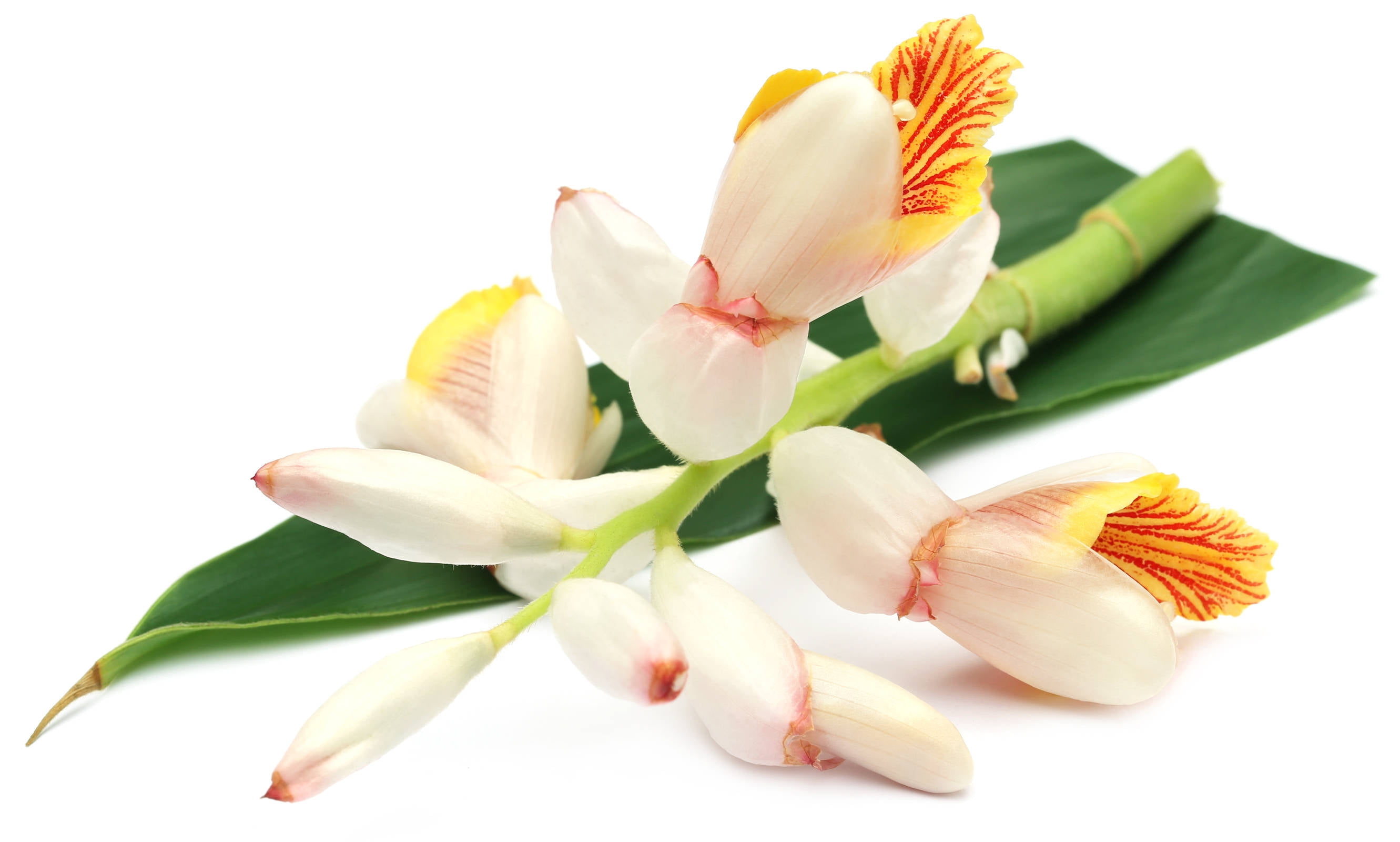 SEEDS = = =5 Seeds Java Cardamon Seed Pack = = Makes a Great potted Tropical Multiuse