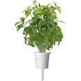 thumbnail image 3 of SHIQI-Smart Garden Thai Basil Plant Pods, 9-Pack, 3 of 4