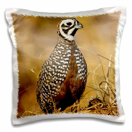 3dRose Montezuma Quail male bird, Davis Mountains, Texas USA - US44 LDI0983 - Larry Ditto - Pillow Case, 16 by 16-inch