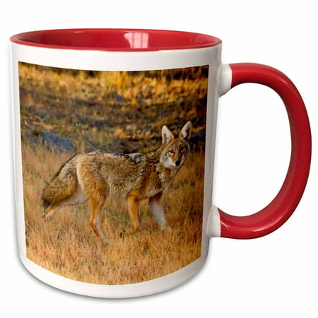 3dRose Coyote, Canis latrans, hunting. - Two Tone Red Mug,