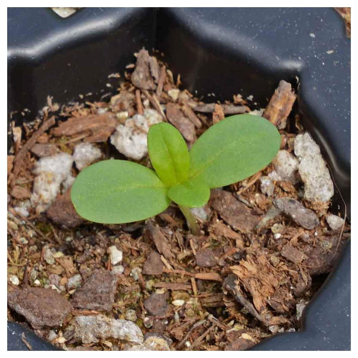 Everwilde Farms - 1 lb Pumila Mixed Zinnia Garden Flower Seeds - Gold Vault Bulk Seed Packet