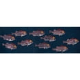 thumbnail image 2 of Marmont Hill "Big-Eyed Fish" by Michael Pantalos Painting Print on Wrapped Canvas, 2 of 7