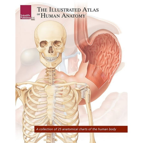 The Illustrated Atlas of Human Anatomy (Paperback)