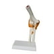 thumbnail image 4 of Modelo de articulación del codo humano modelo de enseñanza resistente herramienta de enseñanza sólida médica ligera con ligamentos realistas para el, 4 of 10