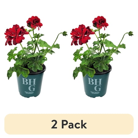 (2 pack) Better Homes & Gardens 1QT Red Ivy Geranium Live Plant Grower Pot Sun