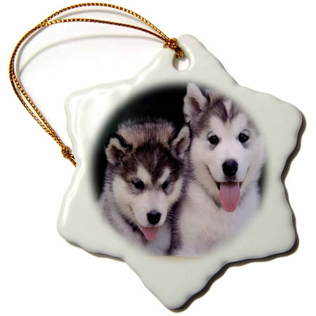 3drose 2 alaskan malamute