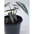 thumbnail image 4 of Bubbleblooms Alocasia Kris Plant- Sanderiana, 4 Inch Pot, Abundant Foliage, 4 of 8