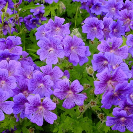 Geranium Roots - Purple Cranesbill - 3 Roots - Purple Flower Bulbs, Root Attracts Bees, Attracts Butterflies, Attracts Pollinators, Easy to Grow & Maintain, Container Garden