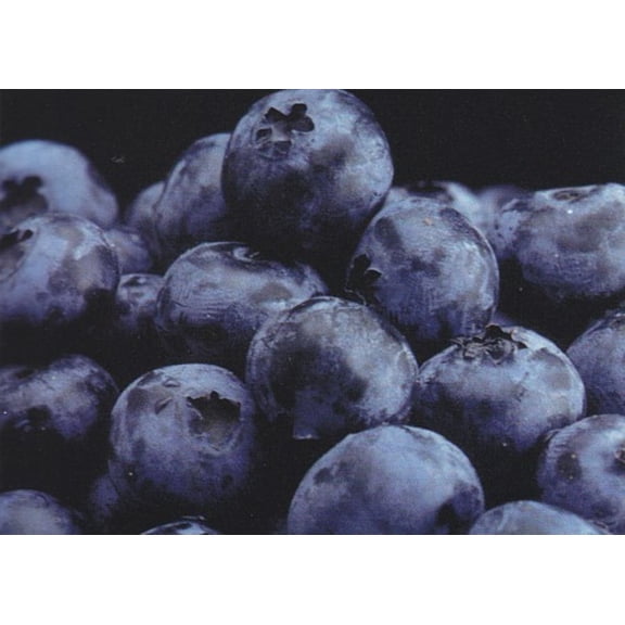 Toro Blueberry Plant - Huge Berries - Early - Self Fertile - 2.5" Pot - No Shipping to Washington State or Oregon