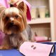 thumbnail image 1 of unbranded Toalla De Para Mascotas Color Rosa De Tela Absorbente Para Y Protección El Frío, 1 of 6
