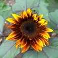 thumbnail image 7 of TomorrowSeeds - Earthwalker Sunflower Seeds - 200+ Count - For 2026 Planting Helianthus, 7 of 7