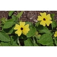 thumbnail image 4 of Black-Eyed Susan Wildflower/ Perennial/ Full Sun/27K Seeds 1/4 oz / Zellajake Farm and Garden - B23, 4 of 5