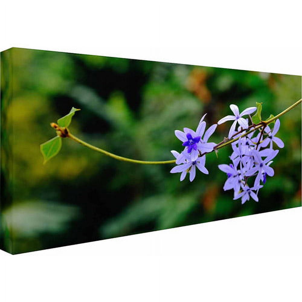 Trademark Fine Art "Tropical Blue" Canvas Art by Kurt Shaffer