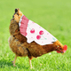 thumbnail image 4 of Delantal de gallina con montura de pollo de 3 piezas, chaqueta de pollo, delantal de gallina, fijador de plumas, cubierta trasera de ala de aves de corral, 4 of 6