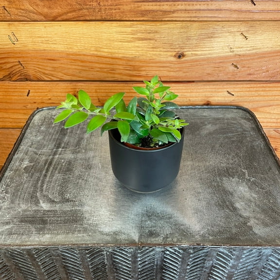 Aeschynanthus Lipstick Ruby, 2" Plant, The Plant Farm