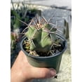 thumbnail image 3 of Ferocactus emoryi, Star Shaped Emory's barrel cactus, Coville's barrel cactus, 5-point Cactus, in 4 inch pot, well rooted healthy starter, 3 of 7