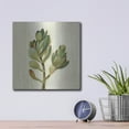 thumbnail image 4 of Luxe Metal Art 'Front Yard Succulent II' by Silvia Vassileva, Metal Wall Art, 12" x 12", 4 of 9