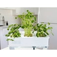 thumbnail image 3 of Back to the Roots Microgreen Sunflower and Organic Pea Shoot Plant Seeds (6 Pack), 3 of 3