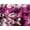 Pink Burst Batik Border, variant on Catherines Women's Plus Size Bejeweled Pleated Blouse