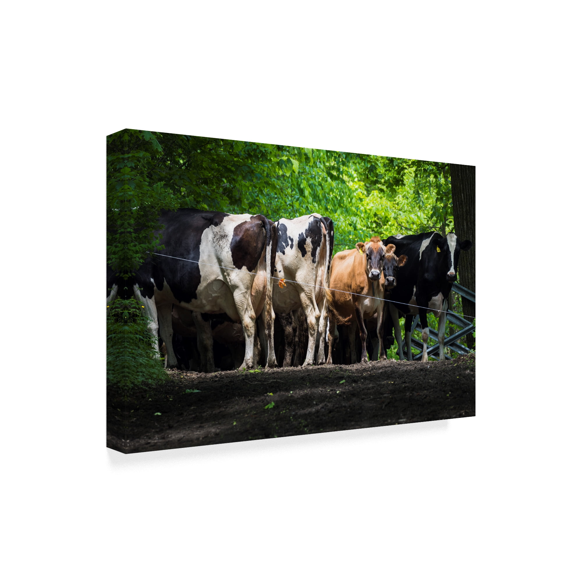 Trademark Fine Art 'Dairy Cows Behind Wire' Canvas Art by Brenda Petrella Photography Llc