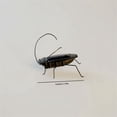 thumbnail image 3 of BotaniNest Solar Powered Micro Cockroach Toy Educational Model This Quirky Solar Cockroach Toy Is A For Children And Adults Who Unique Gadgets And Scientific Toys., 3 of 5