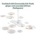 thumbnail image 4 of The Body Shop Ginger Scalp Serum – For Dry, Flaky Scalp – Vegan – 50ml, 4 of 7