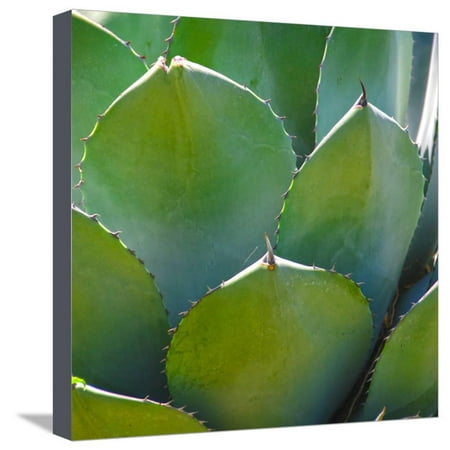 USA, Arizona. Close-up of succulent plant in Phoenix Botanical Gardens Stretched Canvas Print Wall Art By Anna
