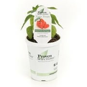 Proven Winners 4-Pack, 4.25 in. Grande Proven Selections Sweet Petite Red Pepper Live Plant Vegetable
