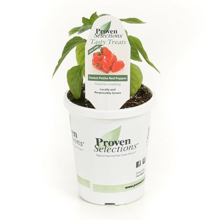 Proven Winners 4-Pack, 4.25 in. Grande Proven Selections Sweet Petite Red Pepper Live Plant Vegetable