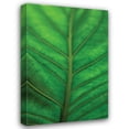 thumbnail image 1 of Erin Berzel 23x32 Gallery Wrapped Canvas Wall Art Titled - Leaf Detail V, 1 of 4