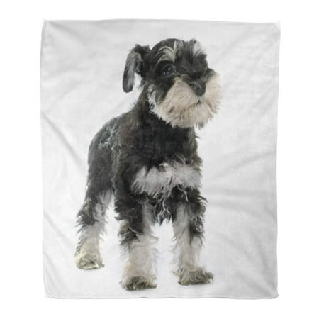 ASHLEIGH Throw Blanket Warm Cozy Print Flannel Puppy Miniature Schnauzer in Front of Black Dog Comfortable Soft for Bed Sofa and Couch 50x60