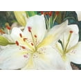 thumbnail image 2 of Stellar Designs Studio 32x25 White Modern Wood Framed Museum Art Print Titled - Macro Lilies, 2 of 4