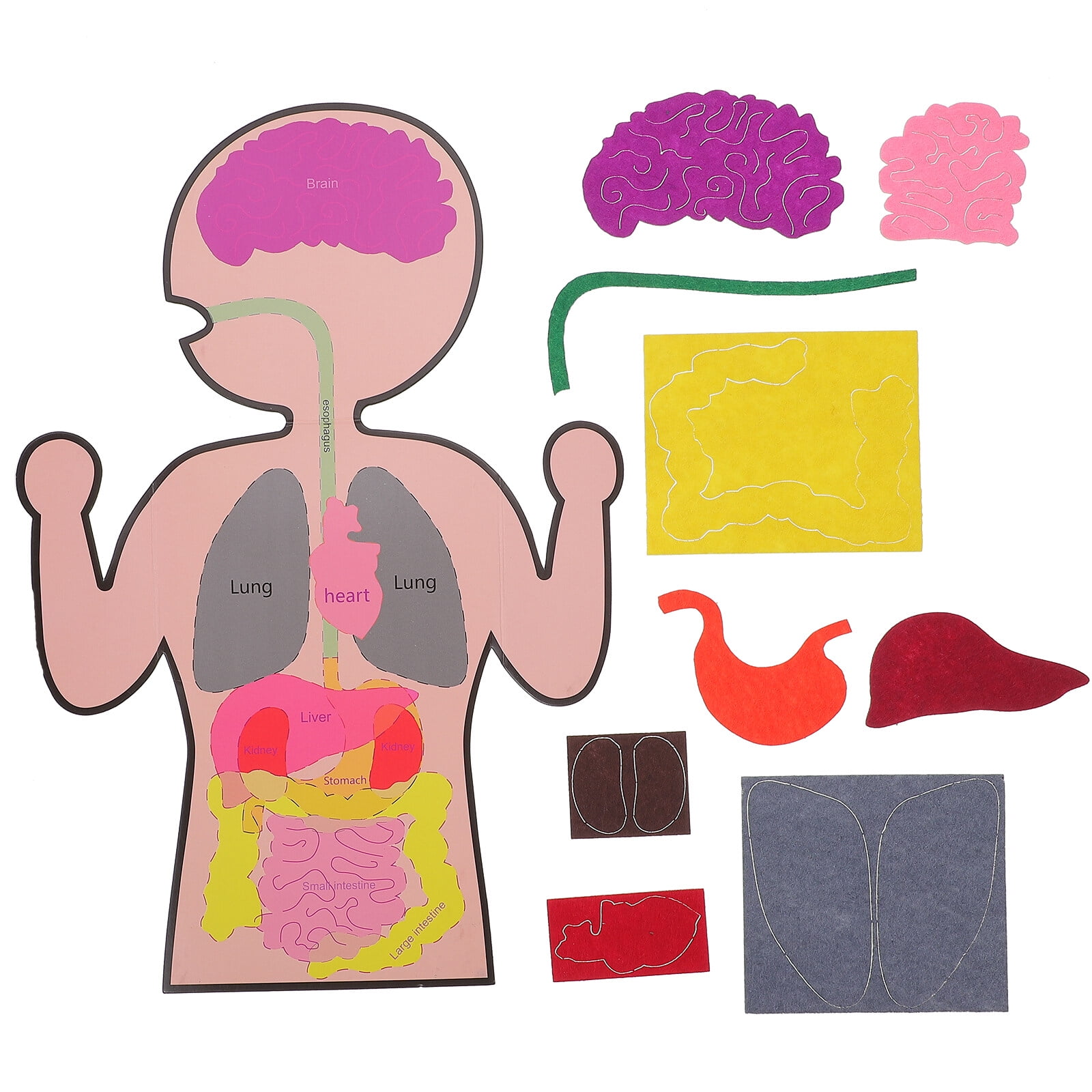 Organs model 3 Sets of Cognitive Organs Toys Creative Organs Playthings