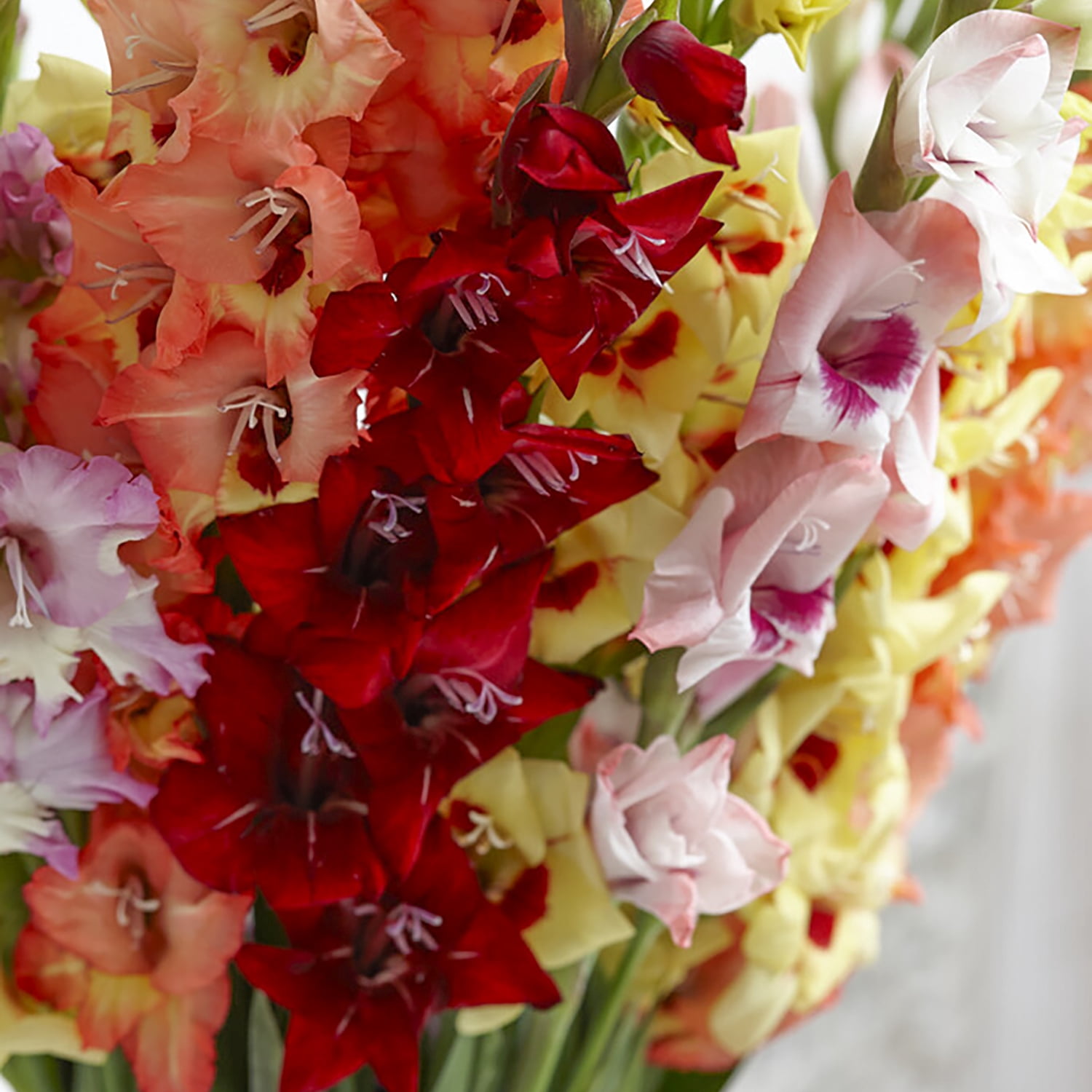 Van Zyverden Gladiolus Large Endless Summer Mix Set of 25 Bulbs Multicolor Partial Sun Perennial Flowering 2 lbs