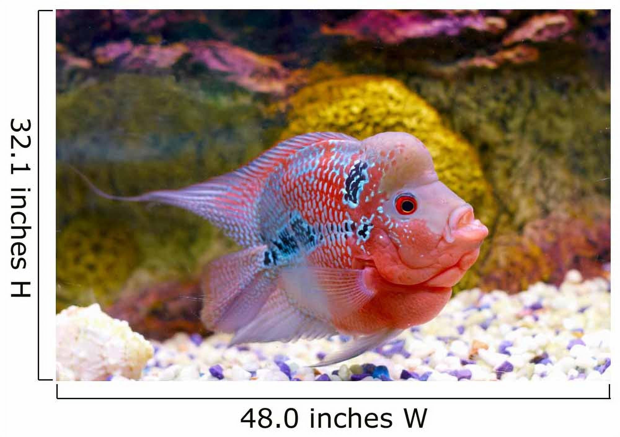 Flowerhorn cichlid deals