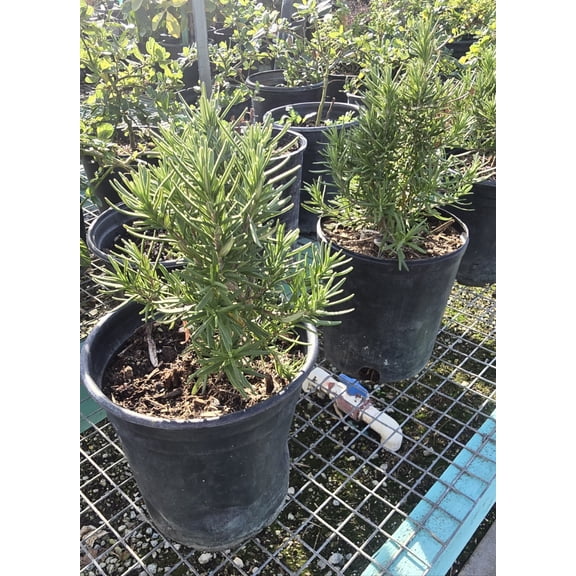 Rosmarinus officinalis 'Tuscan Blue' Rosemary plant 1 gal pot - Get similar