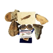 Fossil Collection Gift Pack - 7 Large Genuine Fossils - Megalodon Tooth Fragment, Agadir Ammonite, Spinosaurus Tooth, Calymene Trilobite, Split Ammonite Pair, Fossil Fish - DINOSAURS ROCK Exclusive!