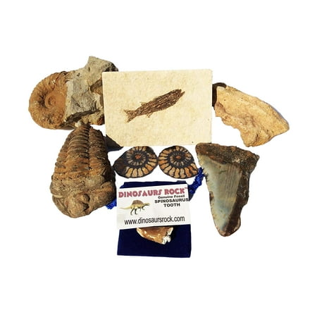 Fossil Collection Gift Pack - 7 Large Genuine Fossils - Megalodon Tooth Fragment, Agadir Ammonite, Spinosaurus Tooth, Calymene Trilobite, Split Ammonite Pair, Fossil Fish - DINOSAURS ROCK Exclusive!