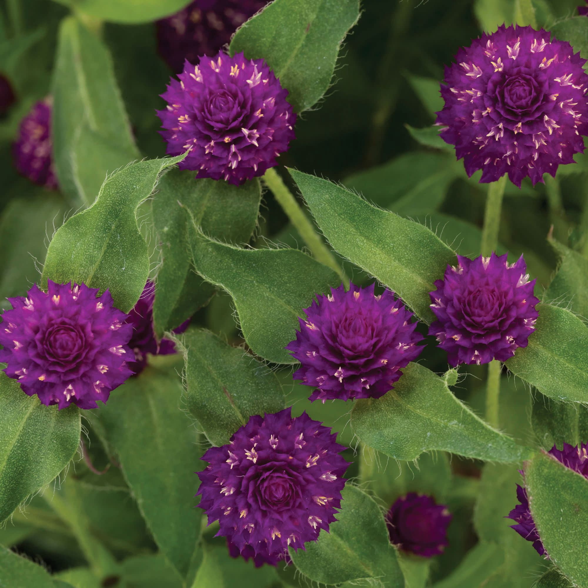 Proven Winners 4" Purple Lil' Forest Plum Bachelor Button Live Plant in 4.25" Pot (4 Count)