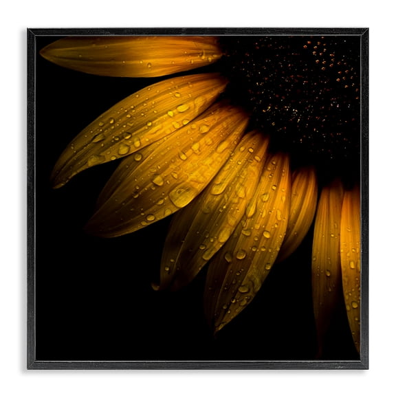 Sunflower Detail with Droplets Black Framed Giclee Art, design by Brian Carson Photography