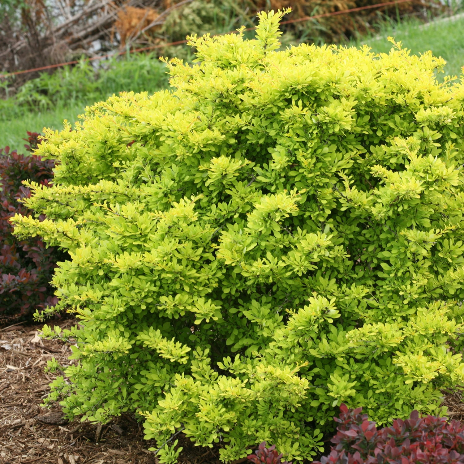 Proven Winners ColorChoice 5" Yellow Sunjoy Citrus Barberry Live Plant in 4.5" Pot (4 Count)